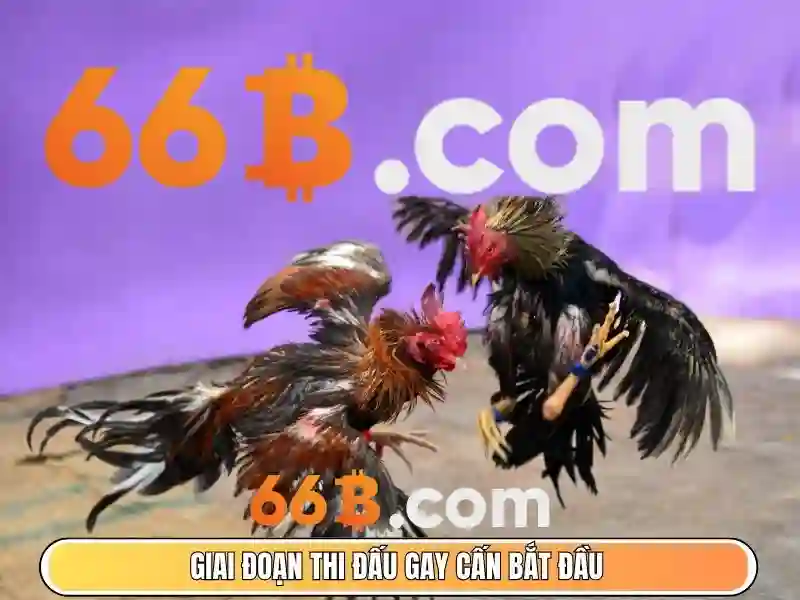 66b app: Định hình trải nghiệm số và cộng đồng toàn cầu